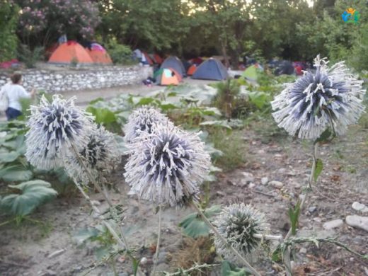 Peygamber Dikeni (Echinops): Bahçelerin Uzay Çağı Çiçeği — inline image