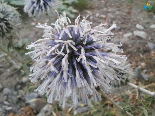 Peygamber Dikeni (Echinops): Bahçelerin Uzay Çağı Çiçeği — inline image