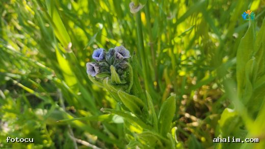 Pisiktetiği (Cynoglossum creticum Mill.): Akdeniz'in Göze Çarpan Bitkisi — cover