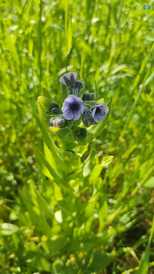 Pisiktetiği (Cynoglossum creticum Mill.): Akdeniz'in Göze Çarpan Bitkisi — inline image
