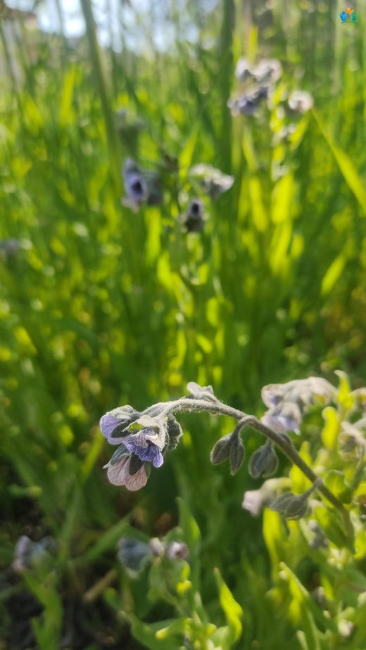 Pisiktetiği (Cynoglossum creticum Mill.): Akdeniz'in Göze Çarpan Bitkisi — inline image