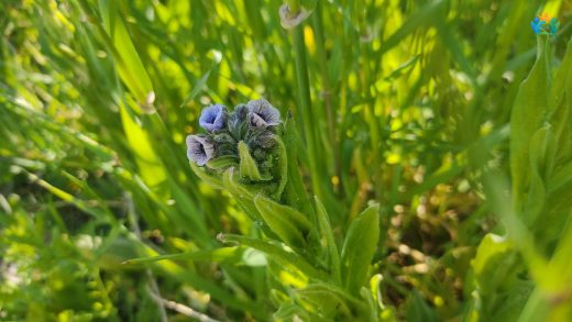 Pisiktetiği (Cynoglossum creticum Mill.): Akdeniz'in Göze Çarpan Bitkisi — inline image