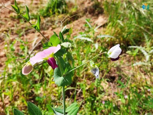 Pisum sativum L. (Bezelye): Sofraların Vazgeçilmezi ve Bahçelerin Süsü — inline image