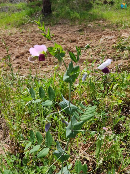 Pisum sativum L. (Bezelye): Sofraların Vazgeçilmezi ve Bahçelerin Süsü — inline image