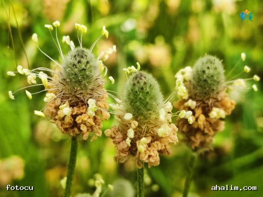 Plantago lanceolata (Damarlıca): Çayırların Şifalı Bitkisi — cover