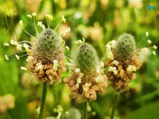 Plantago lanceolata (Damarlıca): Çayırların Şifalı Bitkisi — inline image