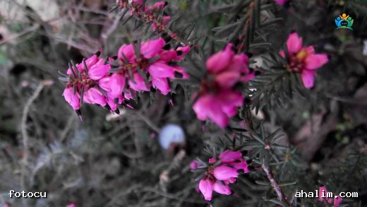 Püren (Erica erigena R. Ross) : Doğanın Zümrüt Parıltısı — cover