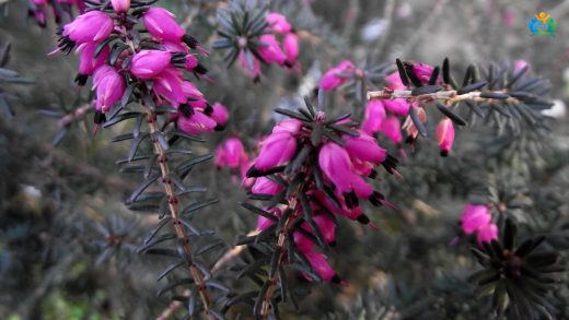 Püren (Erica erigena R. Ross) : Doğanın Zümrüt Parıltısı — inline image