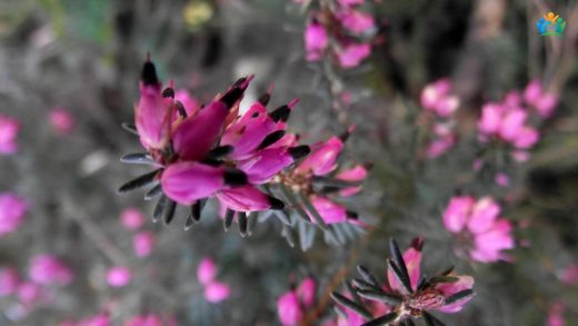 Püren (Erica erigena R. Ross) : Doğanın Zümrüt Parıltısı — inline image