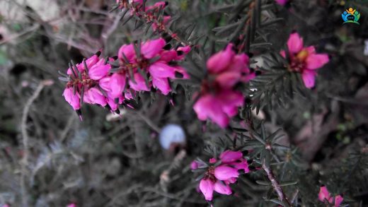 Püren (Erica erigena R. Ross) : Doğanın Zümrüt Parıltısı — inline image