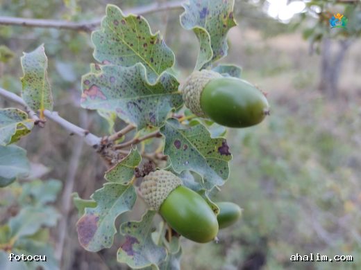 Quercus pubescens Hakkında Detaylı Yazı — cover