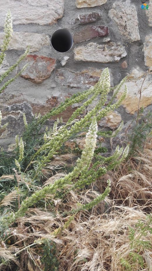 Reseda Lutea (Muhabbet Çiçeği): Ayrıntılı Bir İnceleme — inline image
