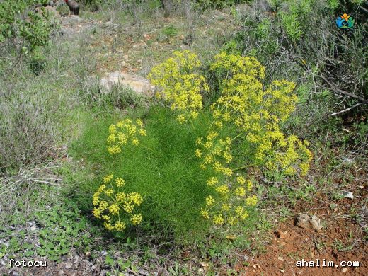 Rezene (Foeniculum vulgare): Sağlık ve Lezzet Kaynağı — cover