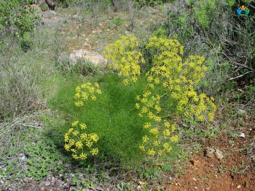 Rezene (Foeniculum vulgare): Sağlık ve Lezzet Kaynağı — inline image
