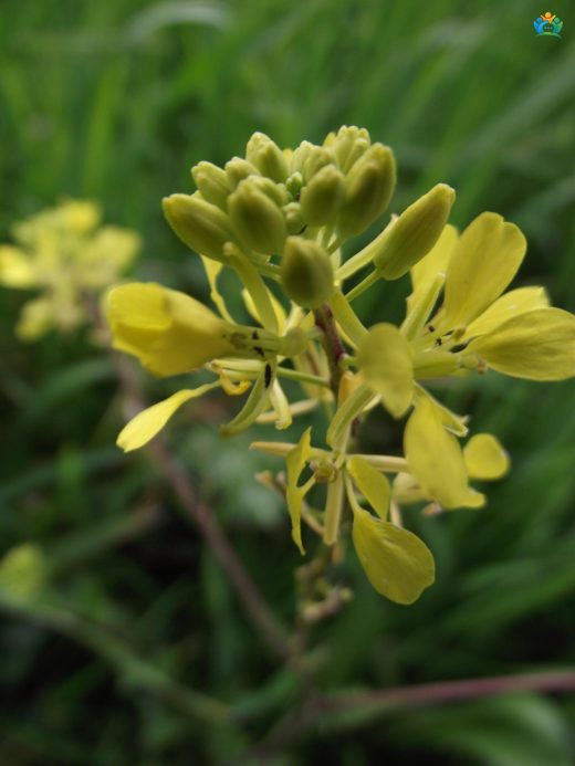 Rhamphospermum nigrum (Siyah Hardal): Baharat Dünyasının Gizemli Bir Üyesi — inline image