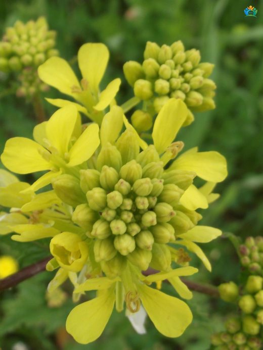 Rhamphospermum nigrum (Siyah Hardal): Baharat Dünyasının Gizemli Bir Üyesi — inline image