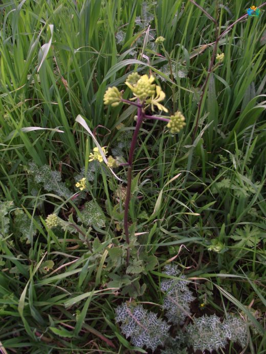 Rhamphospermum nigrum (Siyah Hardal): Baharat Dünyasının Gizemli Bir Üyesi — inline image