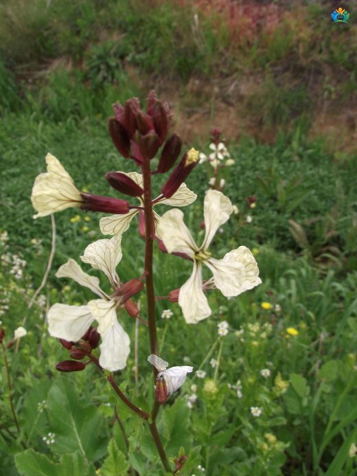 Roka (Eruca vesicaria): Salataların Vazgeçilmezi — inline image