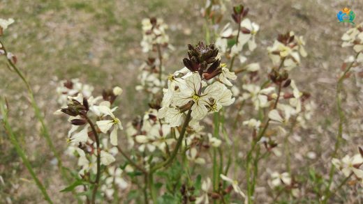 Roka (Eruca vesicaria): Salataların Vazgeçilmezi — inline image