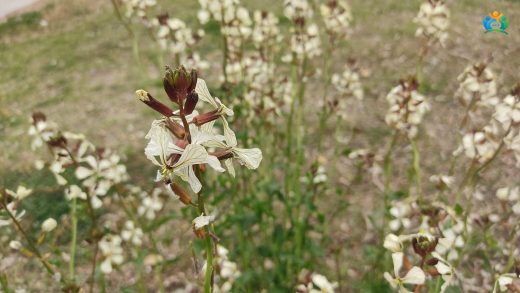Roka (Eruca vesicaria): Salataların Vazgeçilmezi — inline image