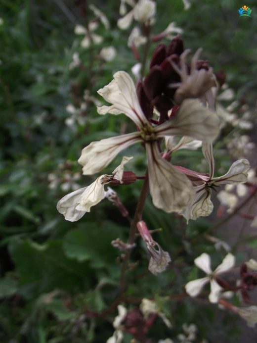 Roka (Eruca vesicaria): Salataların Vazgeçilmezi — inline image