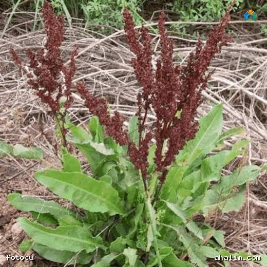 Rumex crispus L. (Kıvırcık Labada) — cover