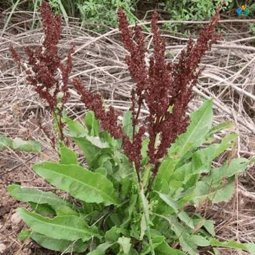 Rumex crispus L. (Kıvırcık Labada) — inline image