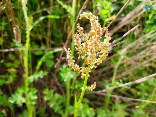 Rumex thyrsoides Desf. (Salkım Labada): Hem Besleyici Hem de Şifalı Bir Bitki — inline image