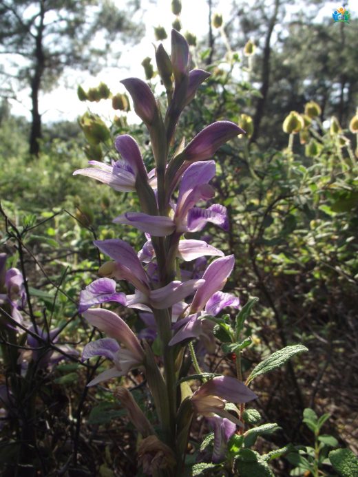 Saçuzatan Salebi (Limodorum abortivum) — inline image
