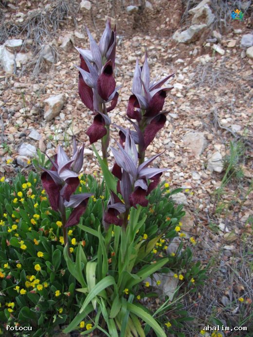 Sağır kulağı orkidesi (Serapias vomeracea) — cover