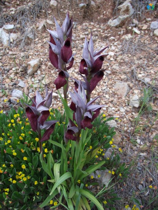 Sağır kulağı orkidesi (Serapias vomeracea) — inline image