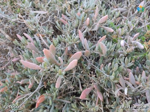Sahillerin Yeşil Altını: Deniz Semizotu (Halimione portulacoides) — cover