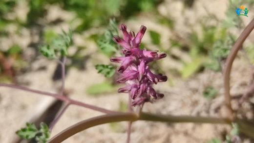 Şahtere Otu (Fumaria officinalis L.): Doğal Şifa Deposu — inline image