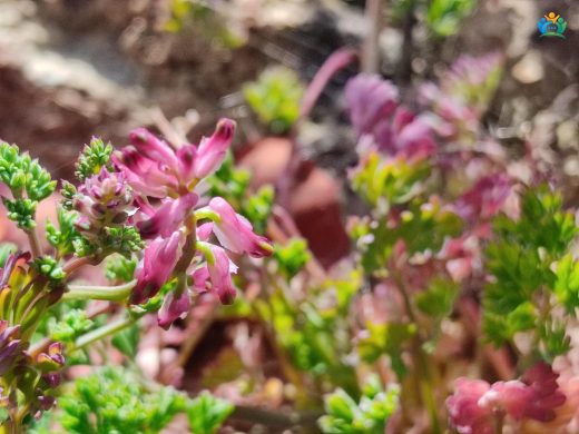 Şahtere Otu (Fumaria officinalis L.): Doğal Şifa Deposu — inline image