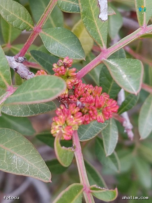 Sakız Ağacı (Pistacia lentiscus L.) Hakkında Detaylı Yazı — cover