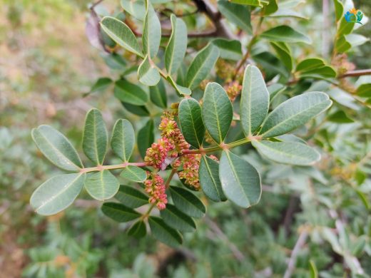 Sakız Ağacı (Pistacia lentiscus L.) Hakkında Detaylı Yazı — inline image