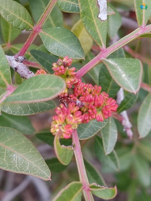 Sakız Ağacı (Pistacia lentiscus L.) Hakkında Detaylı Yazı — inline image