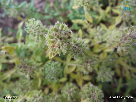 Sakız Kekik (Thymus mastichina): İspanya'nın Aromatik Hazinesi — cover
