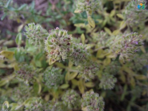Sakız Kekik (Thymus mastichina): İspanya'nın Aromatik Hazinesi — inline image