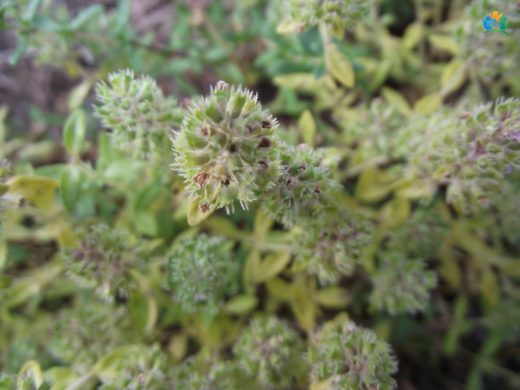 Sakız Kekik (Thymus mastichina): İspanya'nın Aromatik Hazinesi — inline image