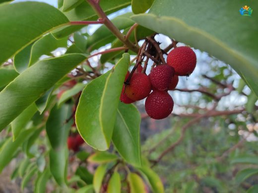 Sandal Ağacı (Arbutus andrachne): Akdeniz'in Kırmızı Altını — inline image