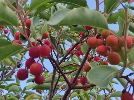 Sandal Ağacı (Arbutus andrachne): Akdeniz'in Kırmızı Altını — inline image