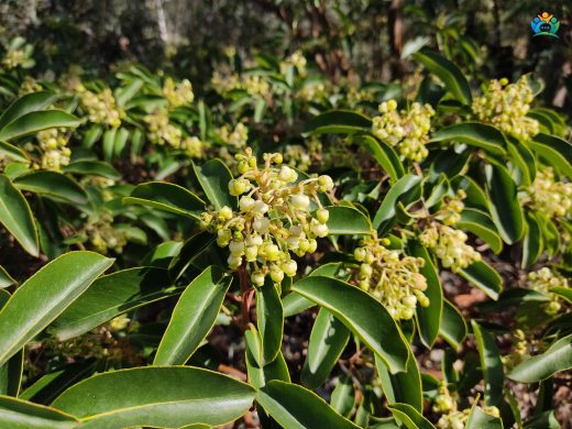 Sandal Ağacı (Arbutus andrachne): Akdeniz'in Kırmızı Altını — inline image
