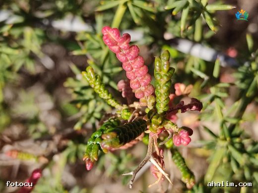 Sarcopoterium spinosum (Abdestbozan): Dikenli Bir Bitkinin Hikayesi — cover