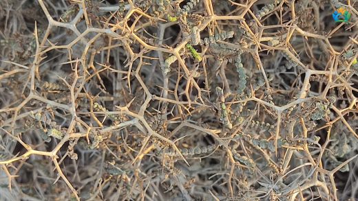 Sarcopoterium spinosum (Abdestbozan): Dikenli Bir Bitkinin Hikayesi — inline image