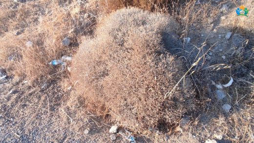 Sarcopoterium spinosum (Abdestbozan): Dikenli Bir Bitkinin Hikayesi — inline image