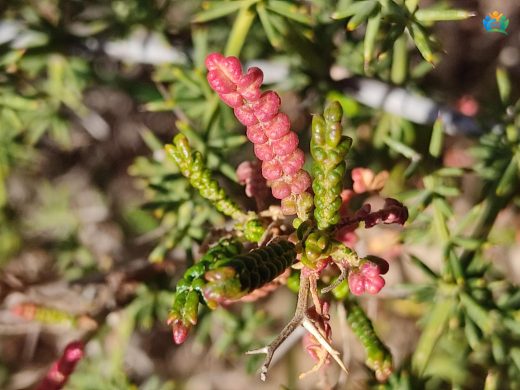 Sarcopoterium spinosum (Abdestbozan): Dikenli Bir Bitkinin Hikayesi — inline image