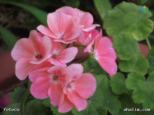 Sardunya (Pelargonium sp.): Renkli Balkonların Vazgeçilmezi — cover