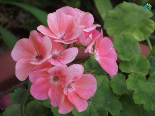 Sardunya (Pelargonium sp.): Renkli Balkonların Vazgeçilmezi — inline image