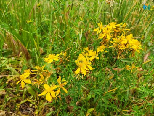 Sarı Kantaron (Hypericum perforatum): Doğanın İyileştirici Eli — inline image